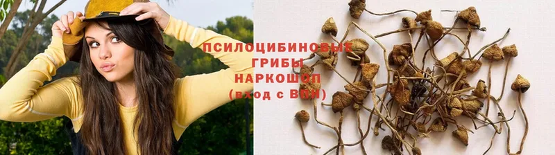 Галлюциногенные грибы Psilocybe  Киселёвск 